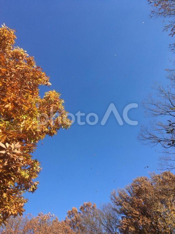 【枯葉の舞う秋空】 nature,webテクスチャ,web素材の写真素材