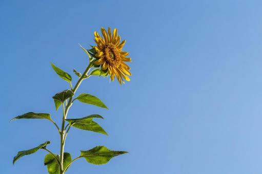 Sunflower, JPG Sunflower, JPG