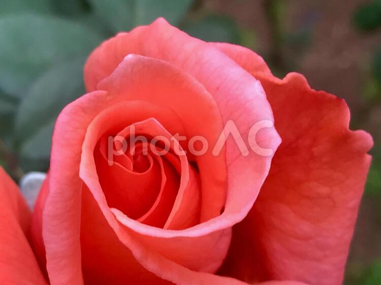 旧古河庭園のばら バラ,ばら,薔薇の写真素材