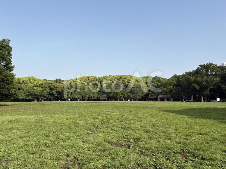 新緑の代々木公園中央広場 新緑,代々木公園,中央広場の写真素材