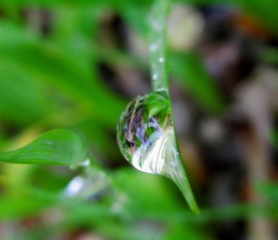 Water drops and green leaves, JPG Water drops and green leaves, JPG
