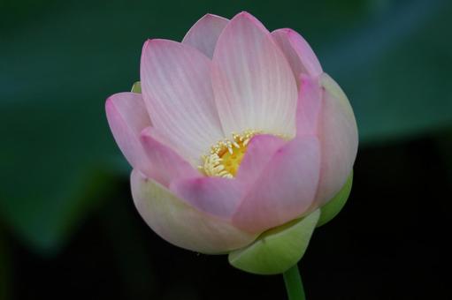 神聖な花 神聖な花の写真