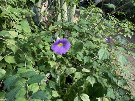 一輪の花 一輪の花の写真