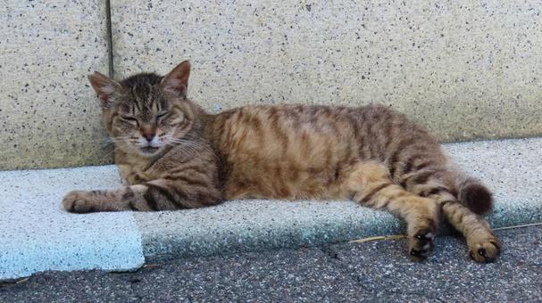 Photo, cat, pheasant, lie down, 