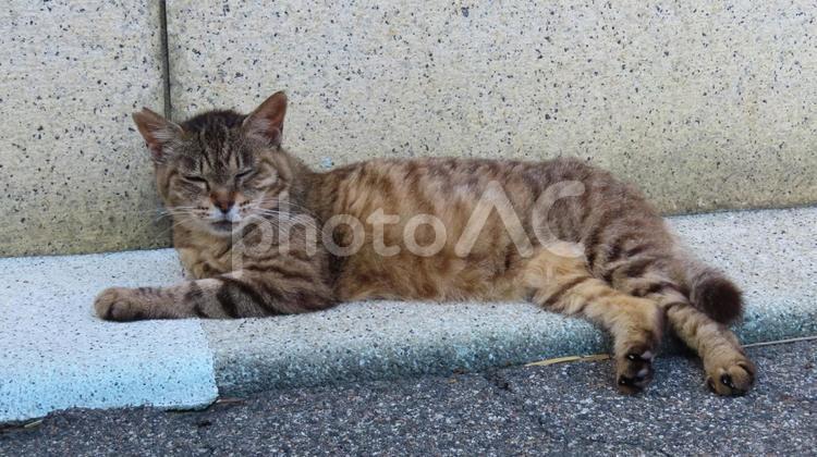 完全に夏バテしてしまったもふもふ過ぎる猫 猫,キジトラ,寝そべるの写真素材