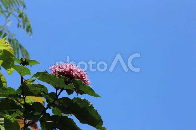 雄しべの一本一本が初夏の太陽に向かって咲くシモツケのピンクの花 シモツケの花,シモツケ,ピンクの写真素材