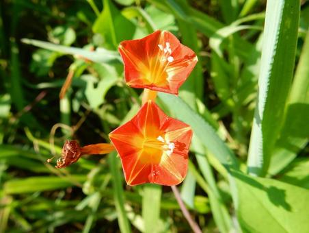 【花の写真】 マルバルコウソウ 【花の写真】 マルバルコウソウ マルバルコウソウ,丸葉縷紅草,花の写真素材