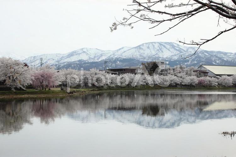自然まるごと ソメイヨシノ,桜,橋の写真素材