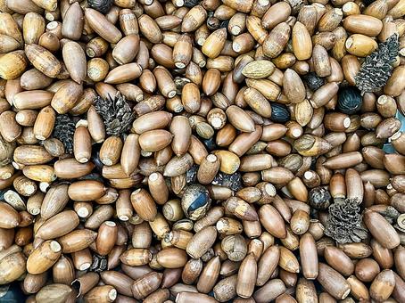 どんぐりと松ぼっくり ドングリ,松ぼっくり,ナッツの写真素材