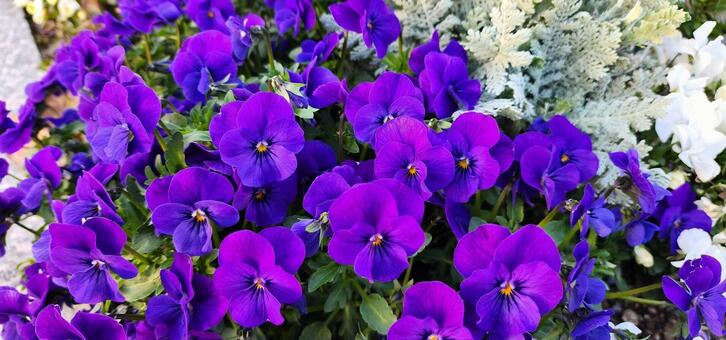 ビオラ ビオラ,植物,園芸の写真素材