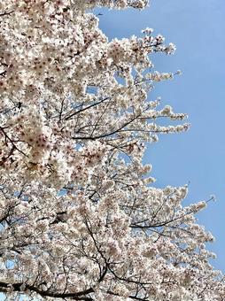 空と桜 空と桜の写真