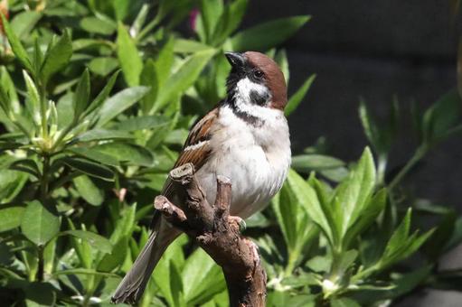 すずめ止まり木 動物,鳥類,野鳥の写真素材