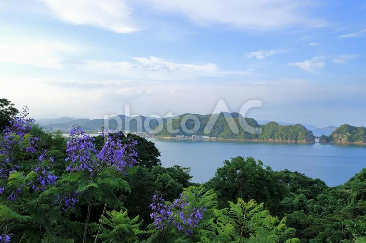 ジャカランダのある風景　海 ジャカランダ,花,植物の写真素材
