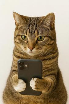 スマホを見るキジトラ猫 スマホを見るキジトラ猫の写真