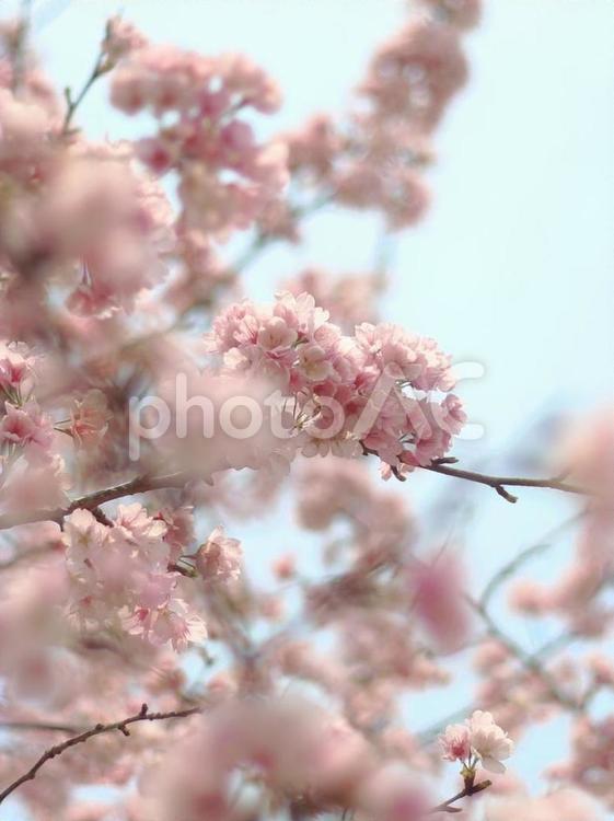 安行寒桜 サクラ,さくら,3月の写真素材
