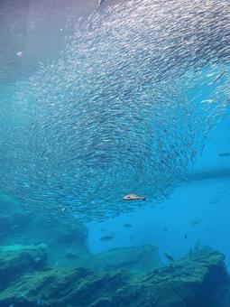 水中撮影5 水中撮影5 魚,海,サンゴの写真素材