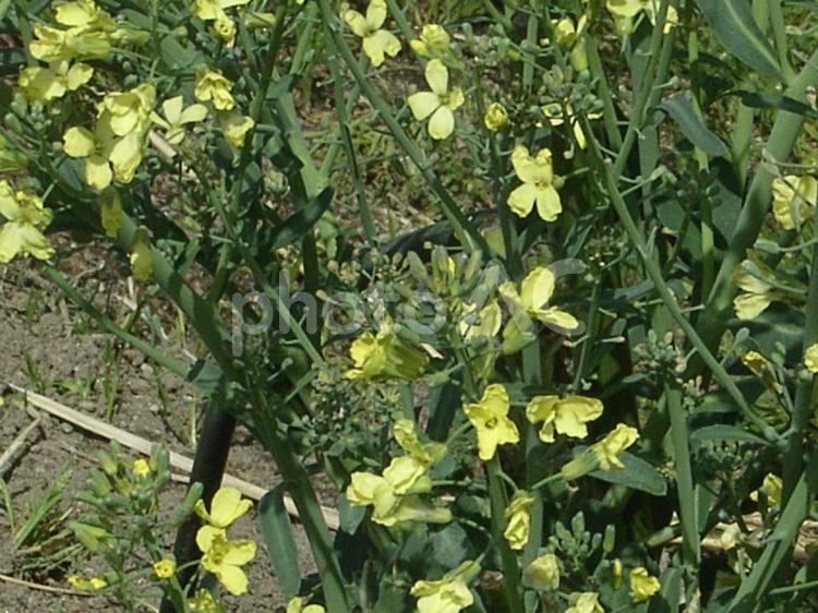 黄色の花を付ける何か3 黄色い花,黄色,花びらの写真素材