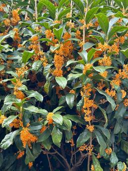 金木犀 金木犀,キンモクセイ,オレンジ色の写真素材