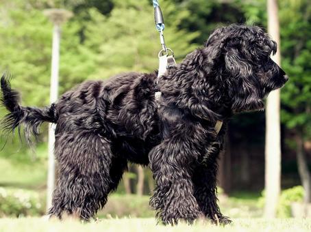 イングリッシュコッカースパニエル 犬,イングリッシュコッカー,コッカースパニエルの写真素材