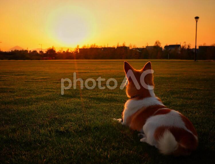 夕陽に誓いをたてる犬 犬,夕焼け,秋の写真素材