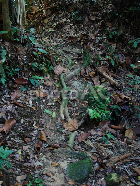 木の根 木の根,ハイキング,山道の写真素材