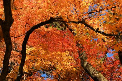 室生寺 室生寺,紅葉,もみじの写真素材