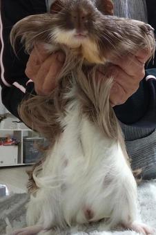 モルモットのおなか側 モルモットのおなか側の写真