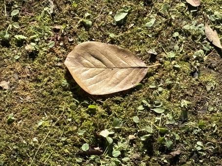 落ち葉 落ち葉,背景,庭の写真素材