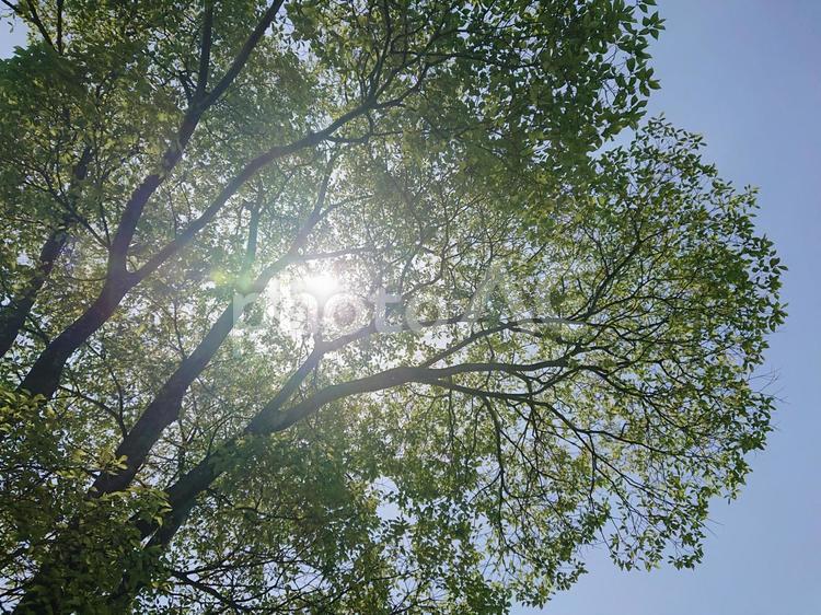 光が差し込む木 自然,太陽,空の写真素材