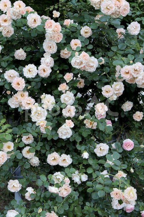 淡いピンク色の薔薇　美しいローズガーデン 薔薇,花,ガーデンの写真素材