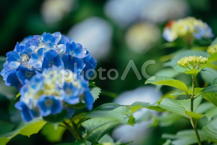 公園に咲くブルーのあじさい 東京,日本,西東京の写真素材