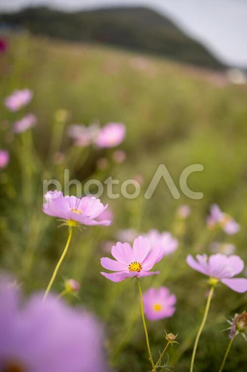 コスモス 秋桜　笠岡ベイファーム コスモス,秋桜,秋の写真素材