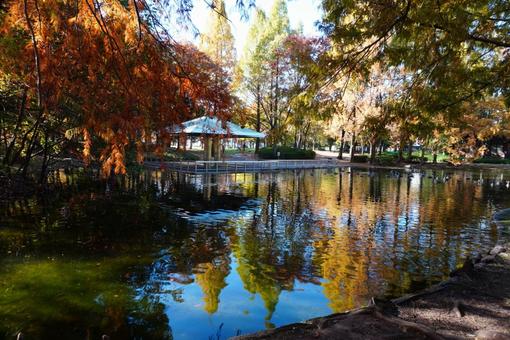 メタセコイヤが池に映る風景 秋,池,水面の写真素材
