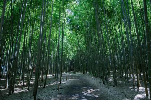 竹林の道 竹林の道の写真