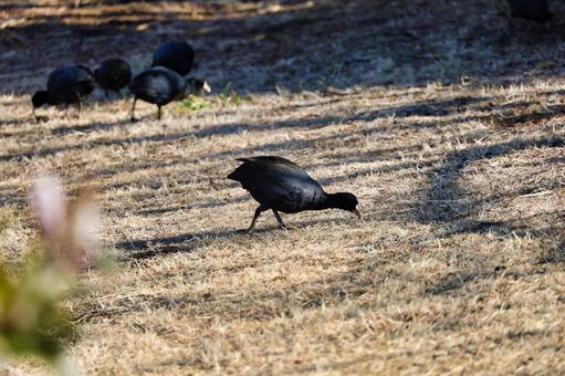 冬の野鳥観察 オオバン 冬の野鳥観察 オオバンの写真