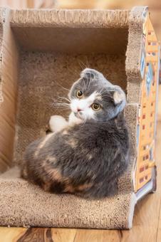 動物フォト 動物フォトの写真