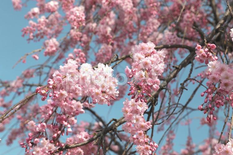 満開の枝垂れ桜 桜,枝垂れ桜,花の写真素材