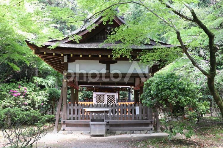 賀茂別雷神社（上賀茂神社）賀茂山口神社 賀茂山口神社,拝殿,賀茂別雷神社の写真素材
