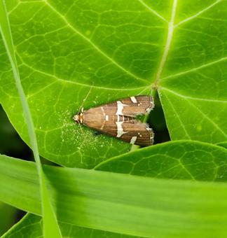 シロオビノメイガ シロオビノメイガ シロオビノメイガ,蛾,害虫の写真素材