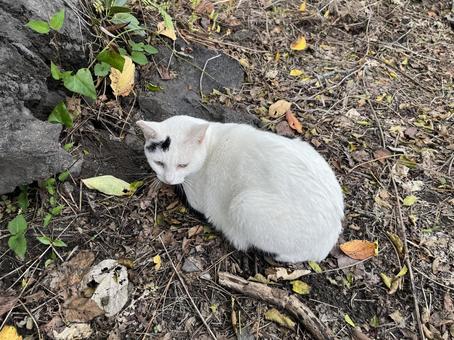 白野良猫１ 猫,野良猫,白猫の写真素材