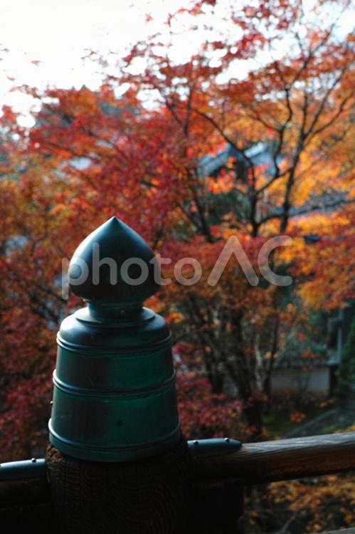 清水寺　7　メタルスライムともみじ 清水寺,京都,神様の写真素材