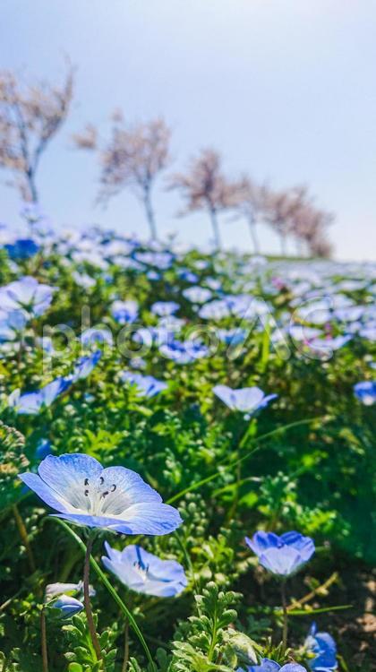 ネモフィラと桜 桜,さくら,ネモフィラの写真素材
