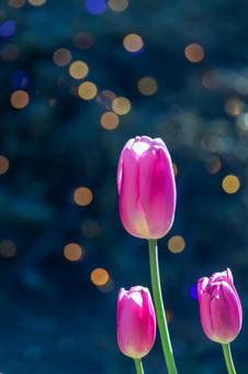 美しいピンクのアイスチューリップの蕾 美しいピンクのアイスチューリップの蕾 アイスチューリップ,チューリップ畑,チューリップの写真素材