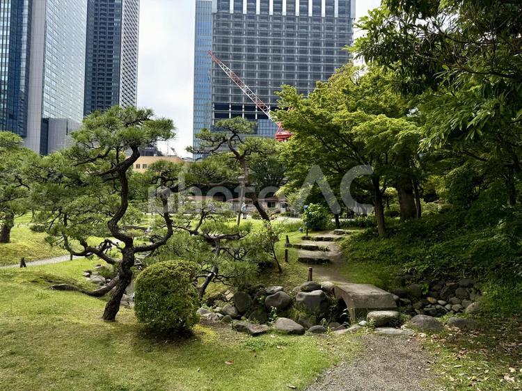 6月　旧芝離宮恩賜庭園 マツ,岩,庭石の写真素材