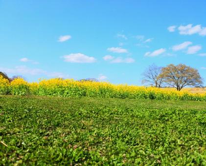 菜の花畑と青空の写真