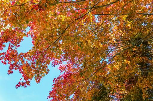 紅葉の移り変わりの写真