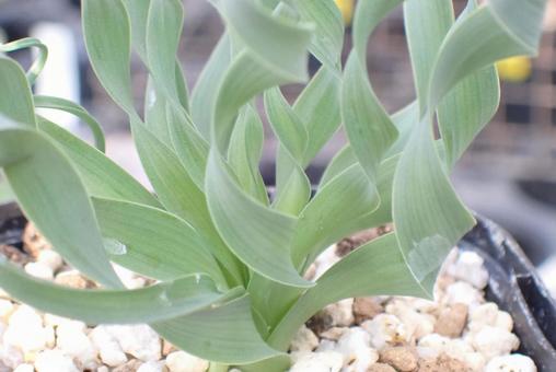 植物 植物 美しい,自然,植物の写真素材