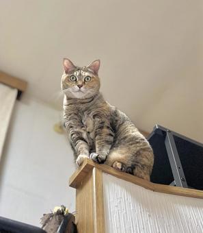 座って見下ろすキジ猫 座って見下ろすキジ猫 猫,見下ろす,座るの写真素材