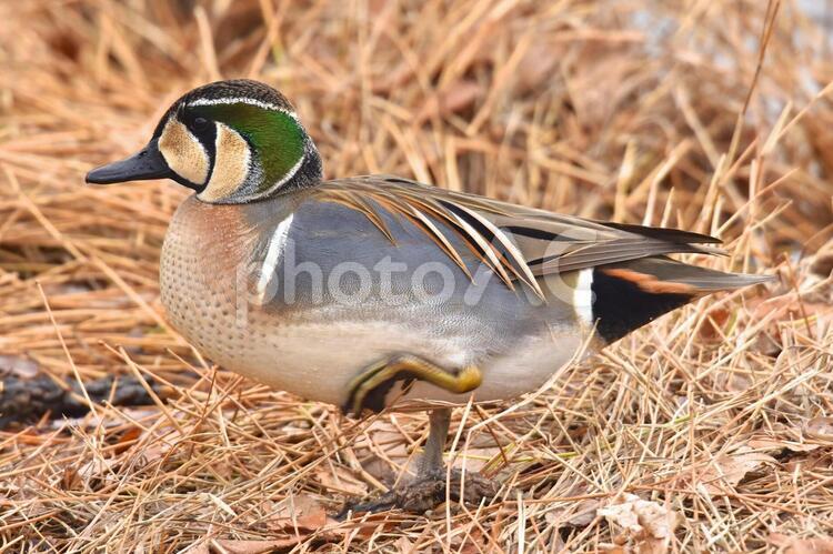 トモエガモ（歩行） トモエガモ,野鳥,鳥の写真素材
