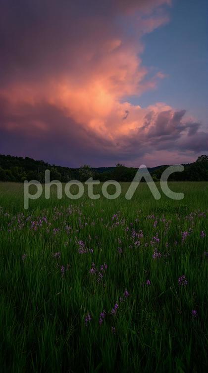 静寂に包まれた夕暮れの野原 夕暮れ,草原,花の写真素材